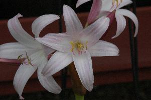 Crinum 'Improved Peachblow' (c) copyright 2007 by Shields Gardens Ltd.  All rights reserved.