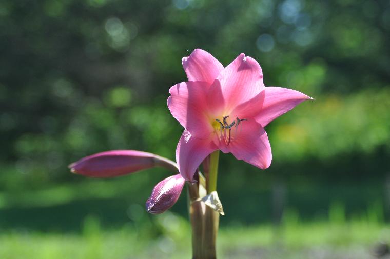 Crinum 'Super Ellen' (c) copyright 2011 by James E. Shields.  All rights reserved.