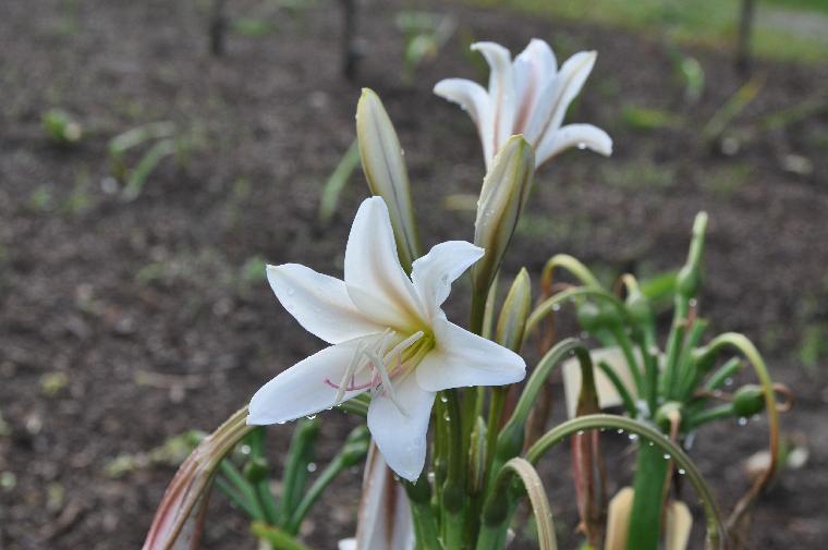 Crinum bulbispermum Mrs. Jordan's Red (c) copyright 2010 by Shields Gardens Ltd.  All rights reserved.