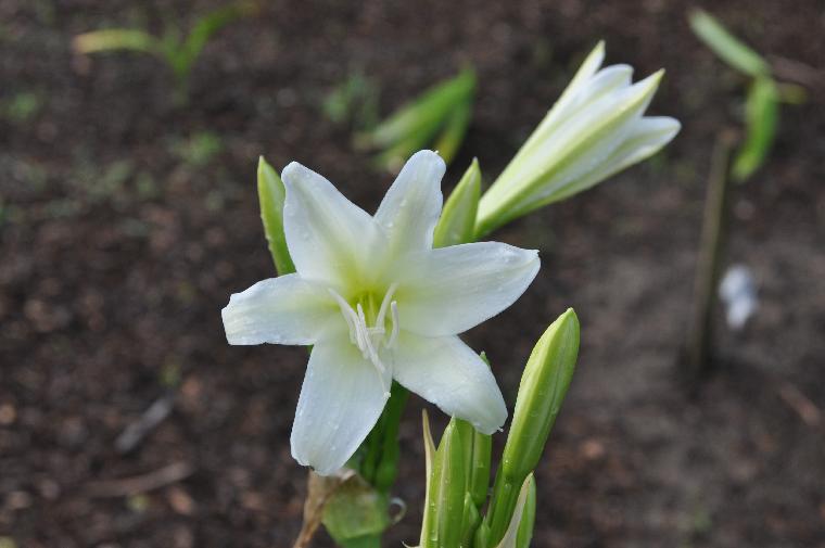 Crinum bulbispermum Mrs. Jordan's White (c) copyright 2010 by Shields Gardens Ltd.  All rights reserved.