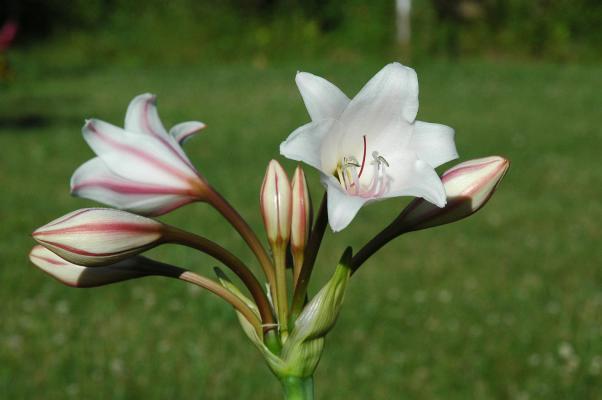 Crinum (bulbispermum X macowanii) (c) copyright 2008 by Shields Gardens Ltd.  All rights reserved.