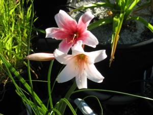 Crinum campanulatum (c) copyright 2007 by Shields Gardens Ltd.  All rights reserved.