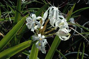 Crinum erubescens (c) copyright 2007 by Shields Gardens Ltd.  All rights reserved.