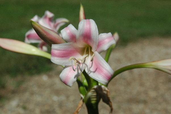 Crinum graminicola (c) copyright 2008 by Shields Gardens Ltd.  All rights reserved.