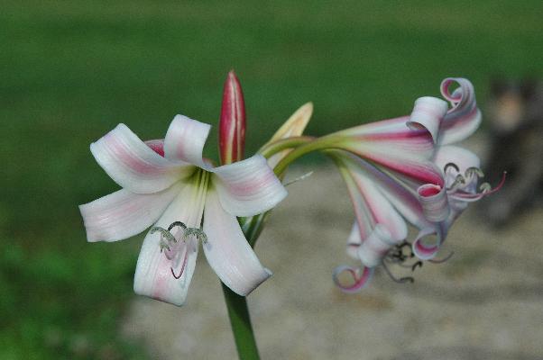 Crinum lineare (c) copyright 2008 by Shields Gardens Ltd.  All rights reserved.