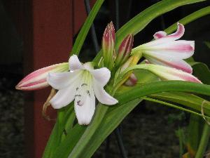 Crinum lineare (c) copyright 2007 by Shields Gardens Ltd.  All rights reserved.