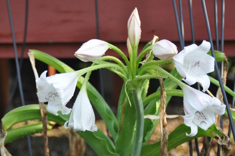 Crinum macowanii hybrid (c) copyright 2011 by James E. Shields.  All rights reserved.