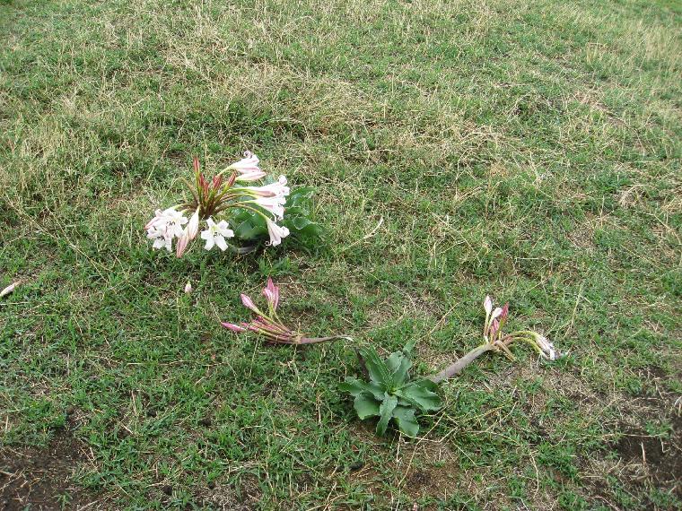 Crinum macowanii in Tanzania (c) copyright 2012 by James E. Shields.  All rights reserved.