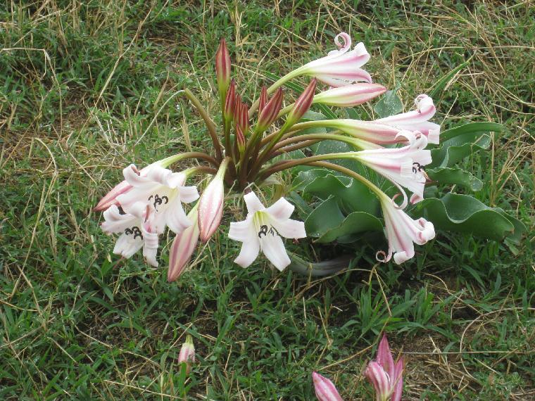 Crinum macowanii (c) copyright 2012 by James E. Shields.  All rights reserved.