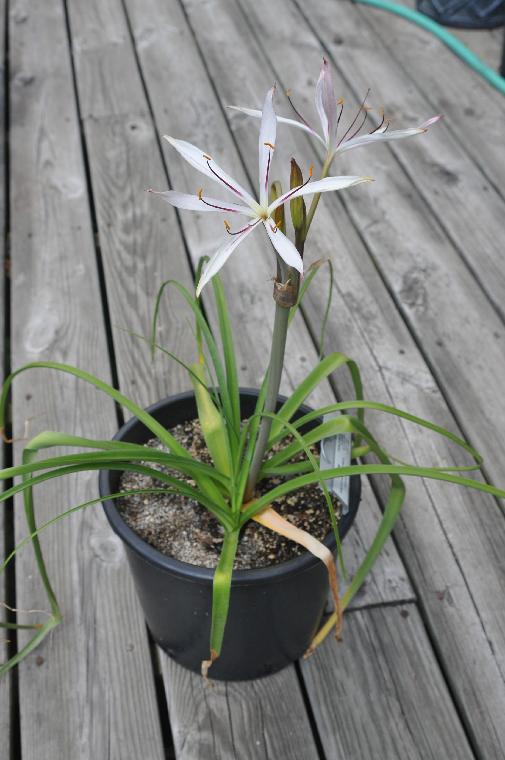 Crinum razafindratsiraea (c) copyright 2011 by James E. Shields.  All rights reserved.