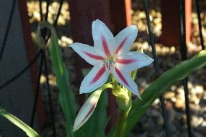 Crinum scabrum (c) copyright 2007 by Shields Gardens Ltd.  All rights reserved.