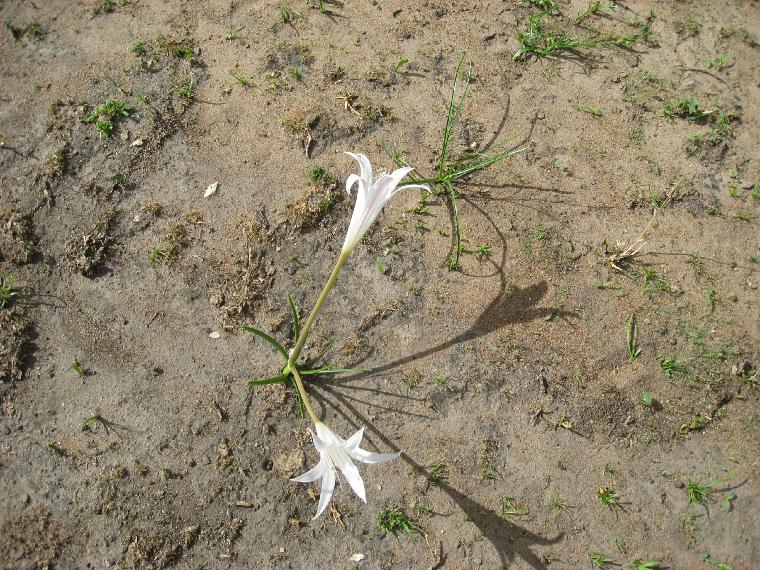 Crinum species in Tarangire (c) copyright 2012 by James E. Shields.  All rights reserved.