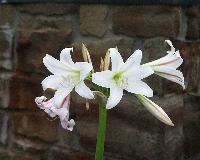 Crinum variabile (c) copyright 2003 by Shields Gardens Ltd.  All rights reserved.