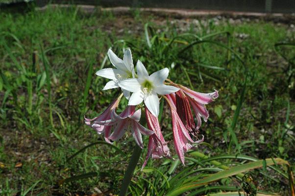 Crinum variabile (c) copyright 2008 by Shields Gardens Ltd.  All rights reserved.