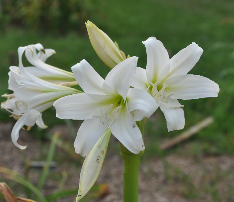 Crinum variabile (c) copyright 2010 by Shields Gardens Ltd.  All rights reserved.