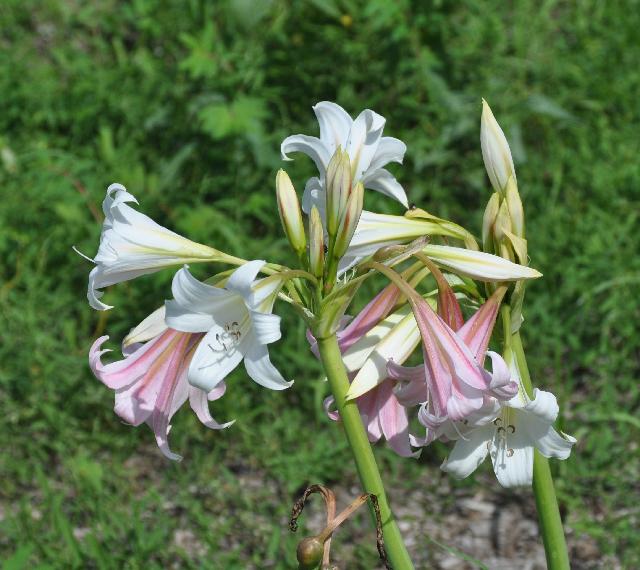 Crinum variabile (c) copyright 2010 by Shields Gardens Ltd.  All rights reserved.