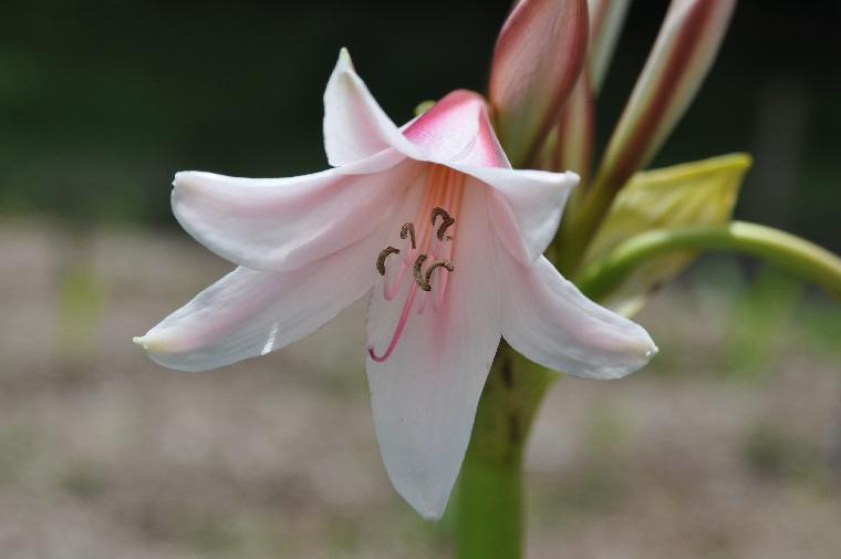 Crinum [variabile x bulbispermum] (c) copyright 2010 by Shields Gardens Ltd.  All rights reserved.