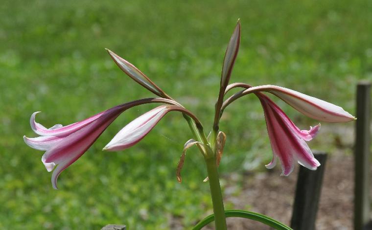 Crinum [variabile x bulbispermum] (c) copyright 2010 by Shields Gardens Ltd.  All rights reserved.