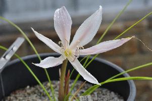 Crinum walteri (c) 