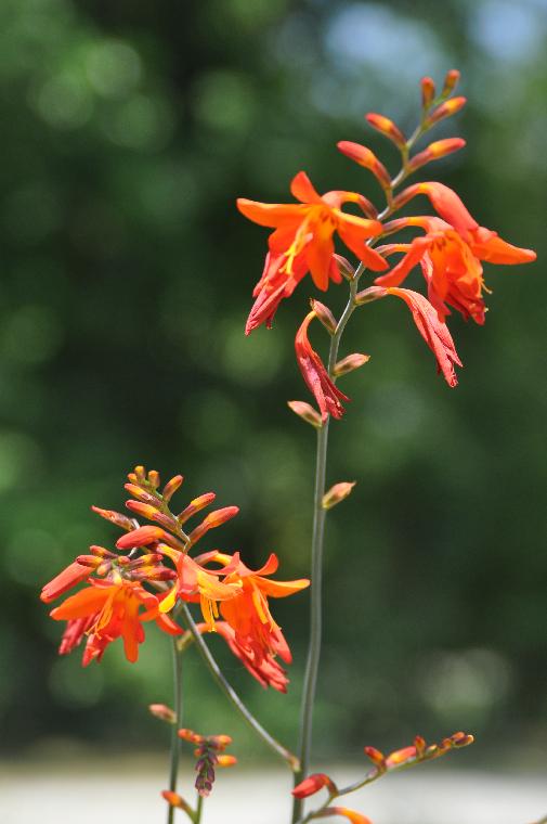 Crocosmia 'Elizabethan Gardens' (c) copyright 2011 by James E. Shields.  All rights reserved.