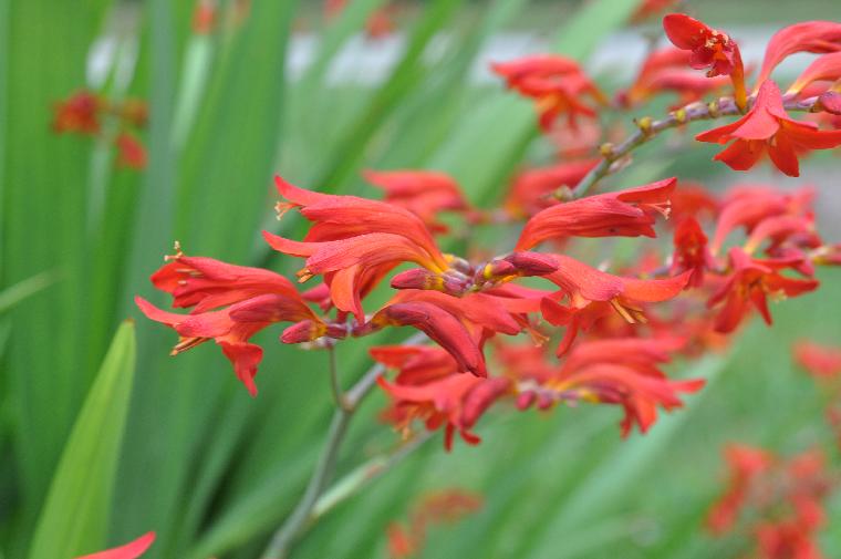 Crocosmia 'Lucifer' (c) copyright 2010 by Shields Gardens Ltd.  All rights reserved.