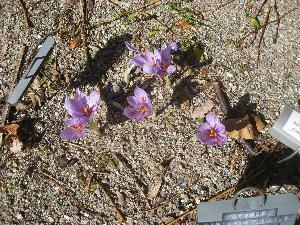 Crocus cartwrightianus (c) copyright 2009 by Shields Gardens Ltd.  All rights reserved.