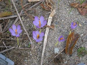 Crocus nudiflorus 