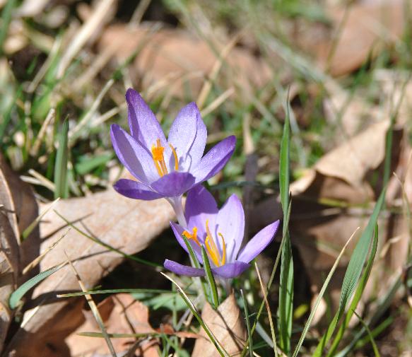 Crocus volunteers (c) copyright 2010 by Shields Gardens Ltd.  All rights reserved.