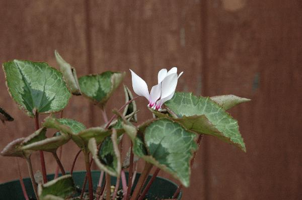 Cyclamen africanum (c) 2012 by James E. Shields.  All rights reserved.