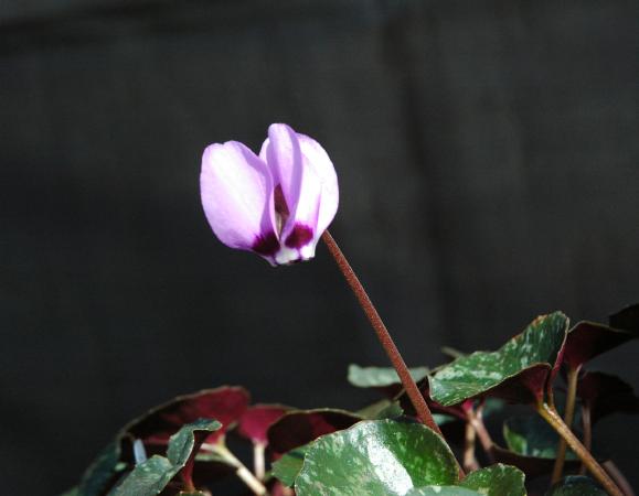 Cyclamen pseudibericum (c) 2012 by James E. Shields.  All rights reserved.