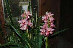 Cymbidium pink hybrid (c) copyright 2007 by Shields Gardens Ltd.  All rights reserved.