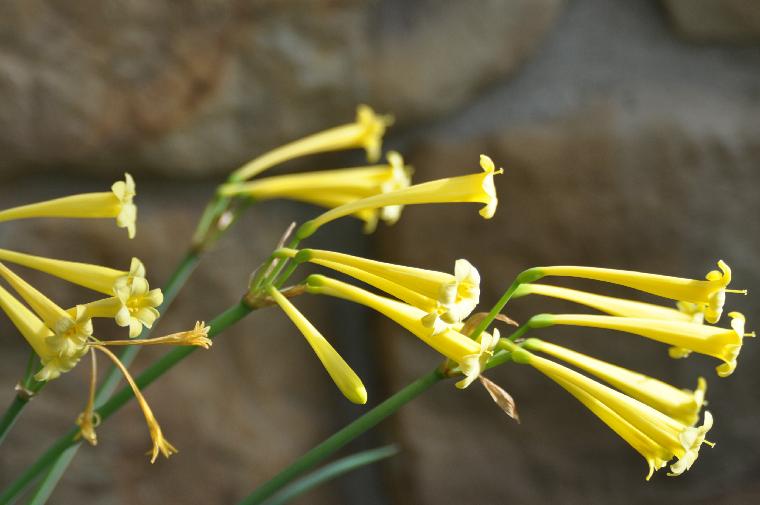 Cyrtanthus mackenii 'Yellow Gloria' (c) copyright by James E. Shields.  All rights reserved.