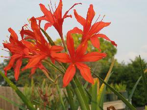 Cyrtanthus montanus (c) copyright 2009 by Shields Gardens Ltd.  All rights reserved.