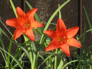 Cyrtanthus sanguineus (c) copyright 2009 by Shields Gardens Ltd.  All rights reserved.