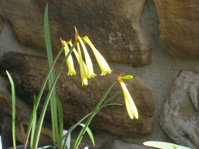 Yellow Curtanthus (c) copyright 2009 by Shields Gardens Ltd.  All rights reserved.
