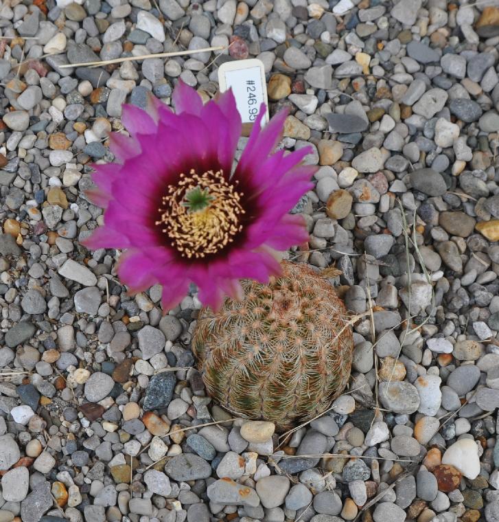 Echinocereus reichenbachii caespitosus (c) copyright 2011 by James E. Shields.  All rights reserved.