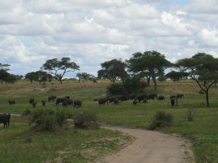 Elephants in Tarangire (c) copyright 2012 by James E. Shields.  All rights reserved.