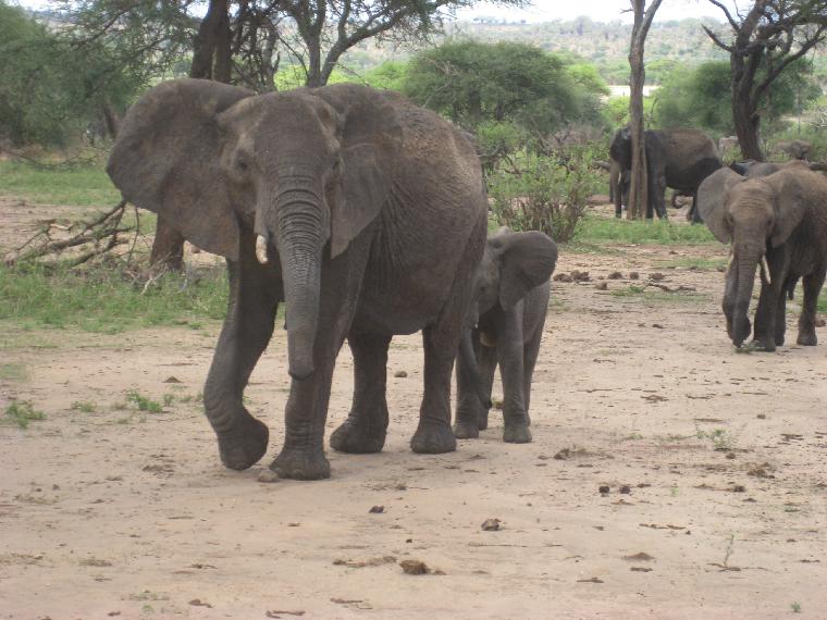 Elephant mother and calf in Tarangire (c) copyright 2012 by James E. Shields.  All rights reserved.