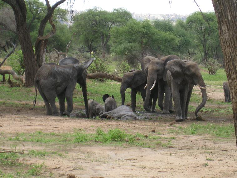 Elephant playing in a mud hole (c) copyright 2012 by James E. Shields.  All rights reserved.