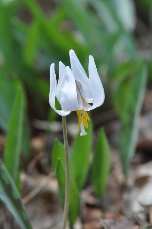 Erythronium albidum (c) copyright James E. Shields.  All rights reserved.