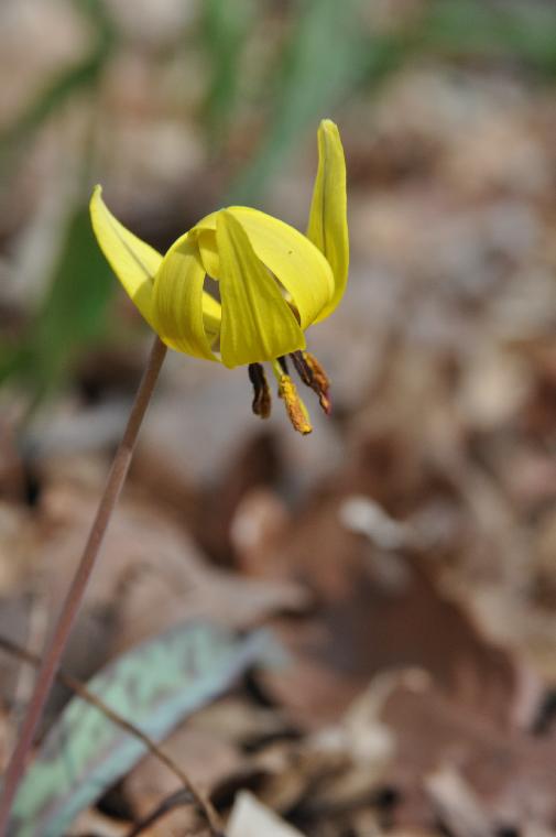 Erythronium albidum yellow form (c) copyright James E. Shields.  All rights reserved.