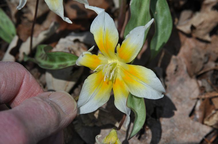 Erythronium multiscapideum (c) copyright 2011 by James E. Shields. All rights reserved.