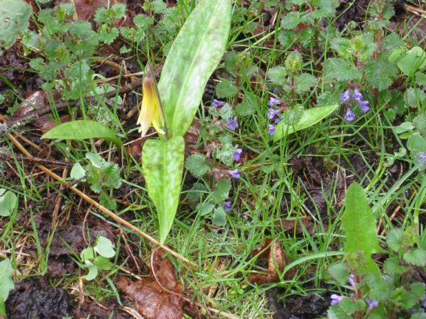 Erythronium umilicatum (c) copyright 2008 by Shields Gardens Ltd.  All rights reserved.