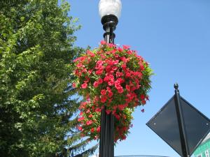 Flower Basket along Main Street (c) copyright 2007 by Shields Gardens Ltd.  All rights reserved.