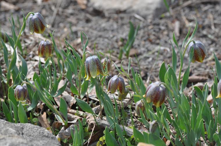 Fritillaria crassifolia kurdica (c) copyright James E. Shields.  All rights reserved.