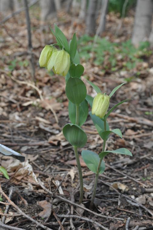 Fritillaria pallidiflora (c) copyright James E. Shields.  All rights reserved.
