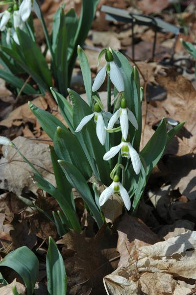 Galanthus+elwesii+2207+m+jpg