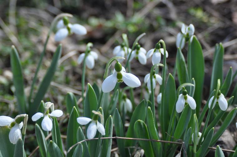 Galanthus elwesii (c) copyright by James E. Shields.  All rights reserved.