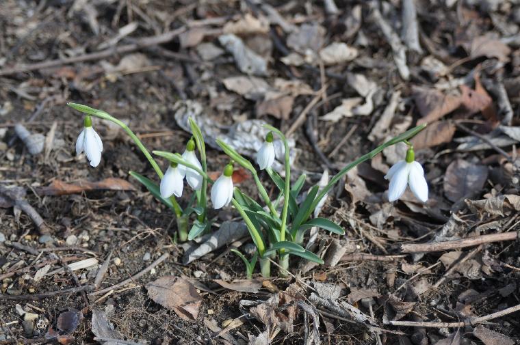 Galanthus nivalis atkinsii (c) copyright 2012 by James E. Shields.  All rights reserved.