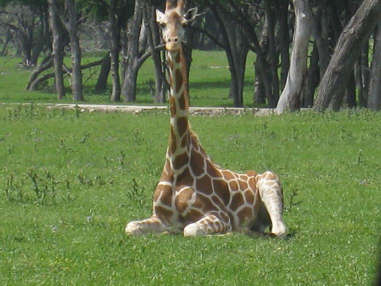 Giraffe Relaxing  (c) copyright 2012 by Brian Strother.